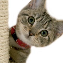 Cat Foods & Accessories | Pet Food Shop Crowborough