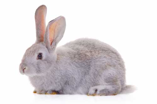 Small Animal Foods & Accessories | Pet Food Shop Crowborough Small Animal Foods & Accessories | Pet Food Shop Crowborough