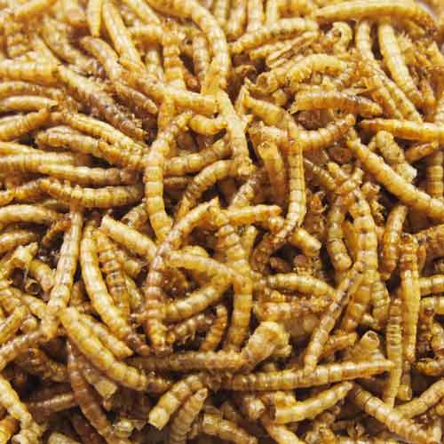 Wildbird Seeds & Peanuts | Pet Food Shop Crowborough Wildbird Seeds & Peanuts | Pet Food Shop Crowborough