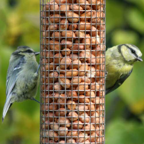 Wildbird Seeds & Peanuts | Pet Food Shop Crowborough