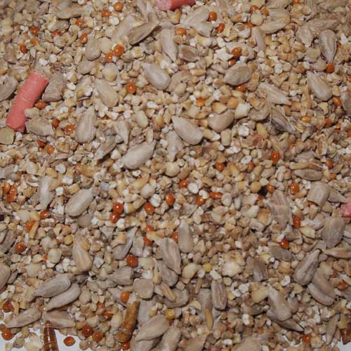 Wildbird Seeds & Peanuts | Pet Food Shop Crowborough Wildbird Seeds & Peanuts | Pet Food Shop Crowborough